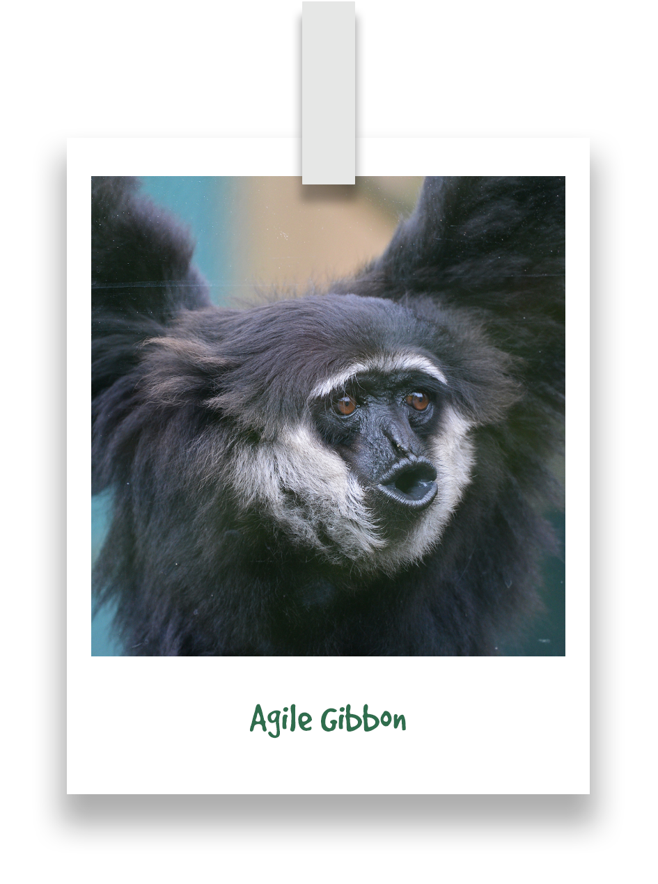 agile-gibbon