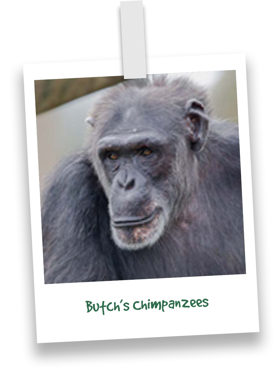 butchs-chimpanzees