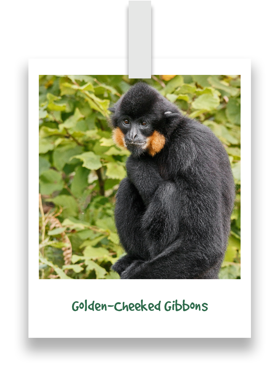 golden-cheeked-gibbons