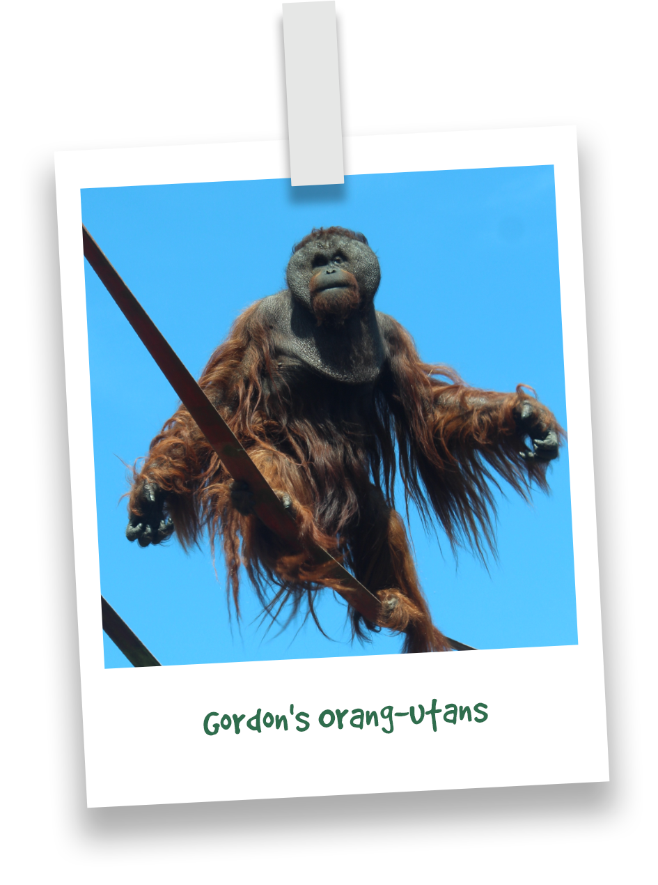 gordons-orang-utans