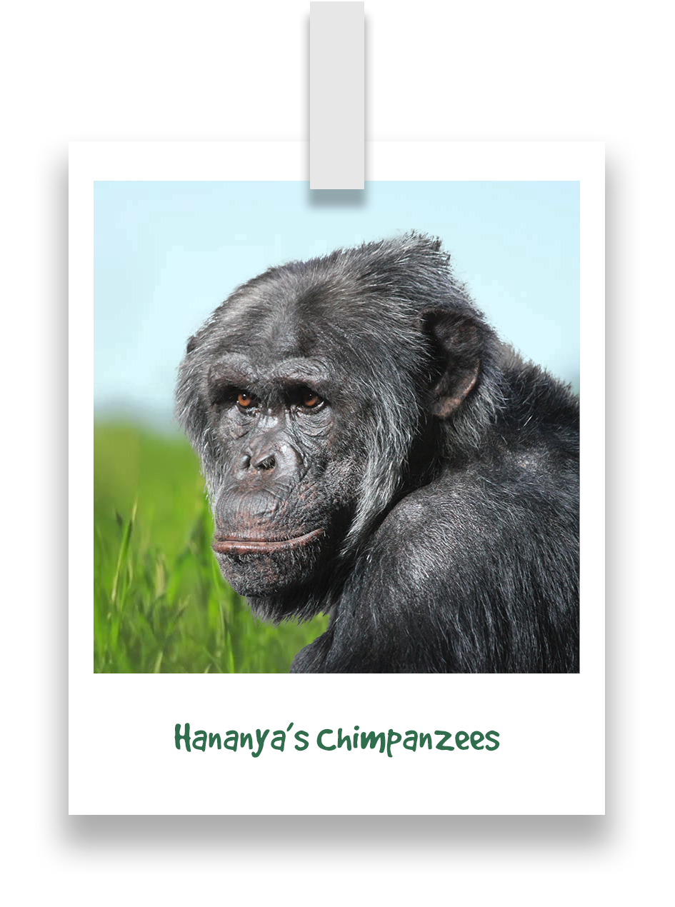 hananyas-chimpanzees