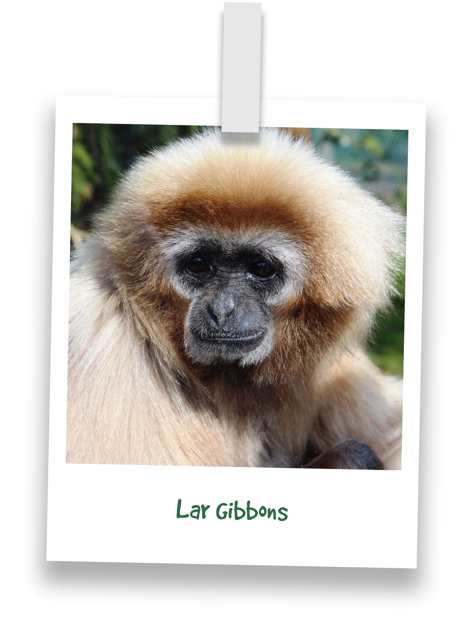 lar-gibbons