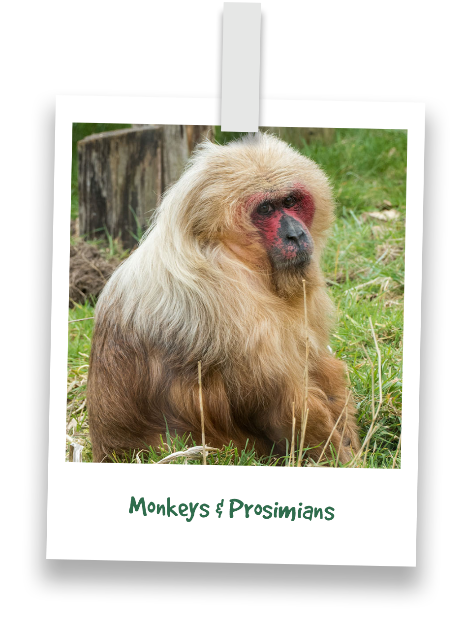 monkeys-prosimians