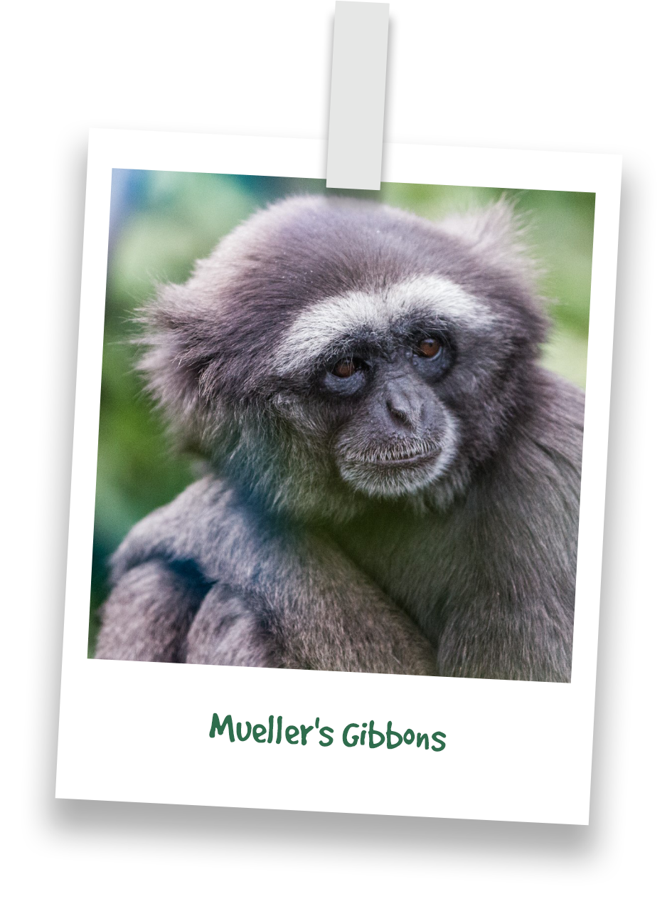 muellers-gibbons