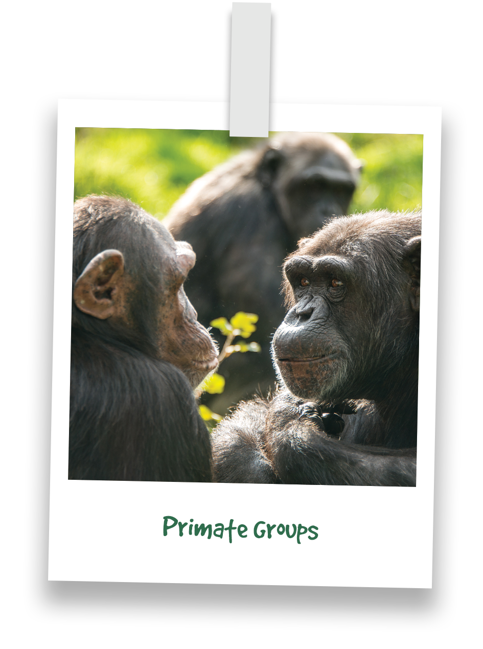 nav-primate-groups