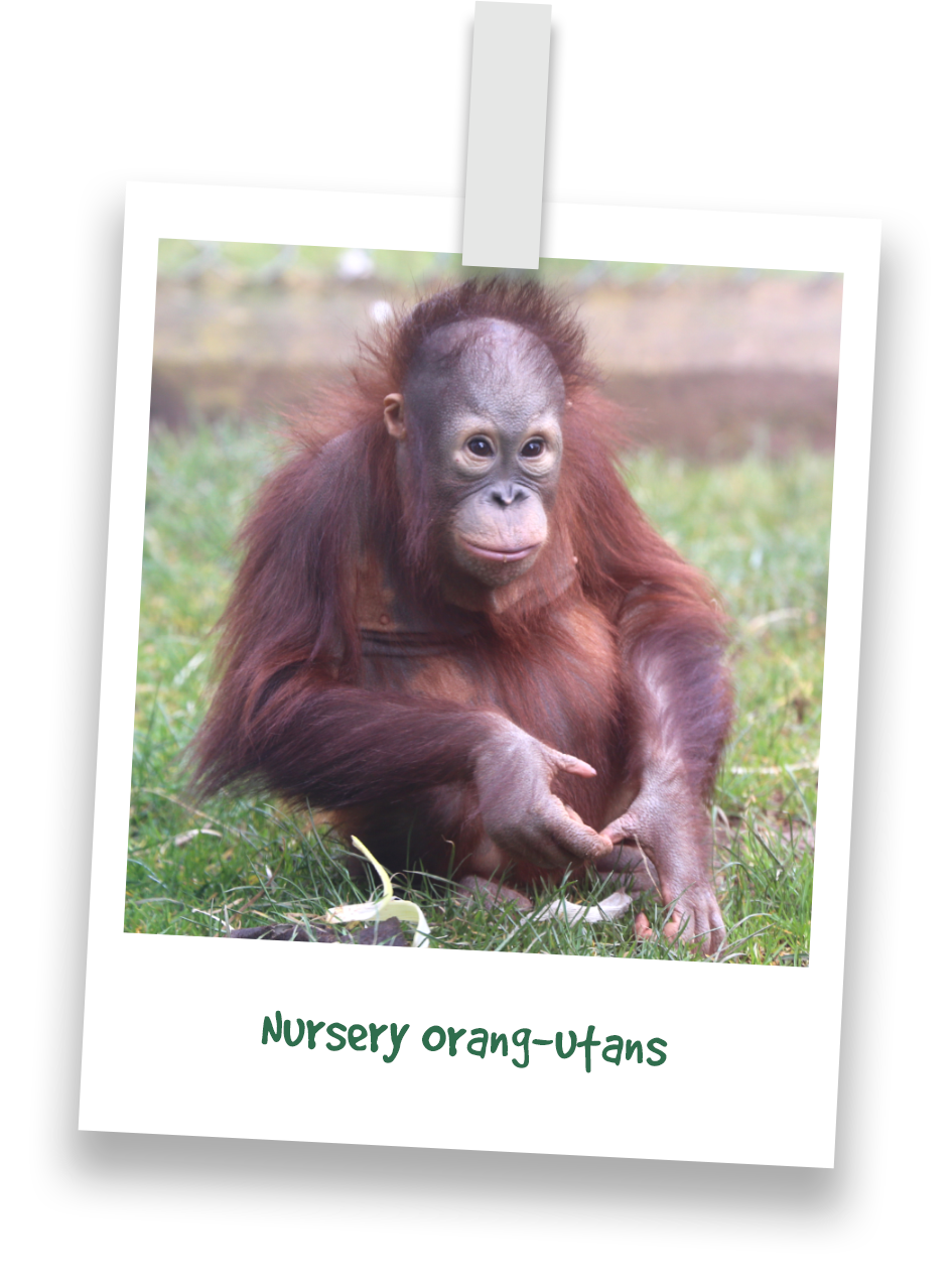 nursery-orang-utans