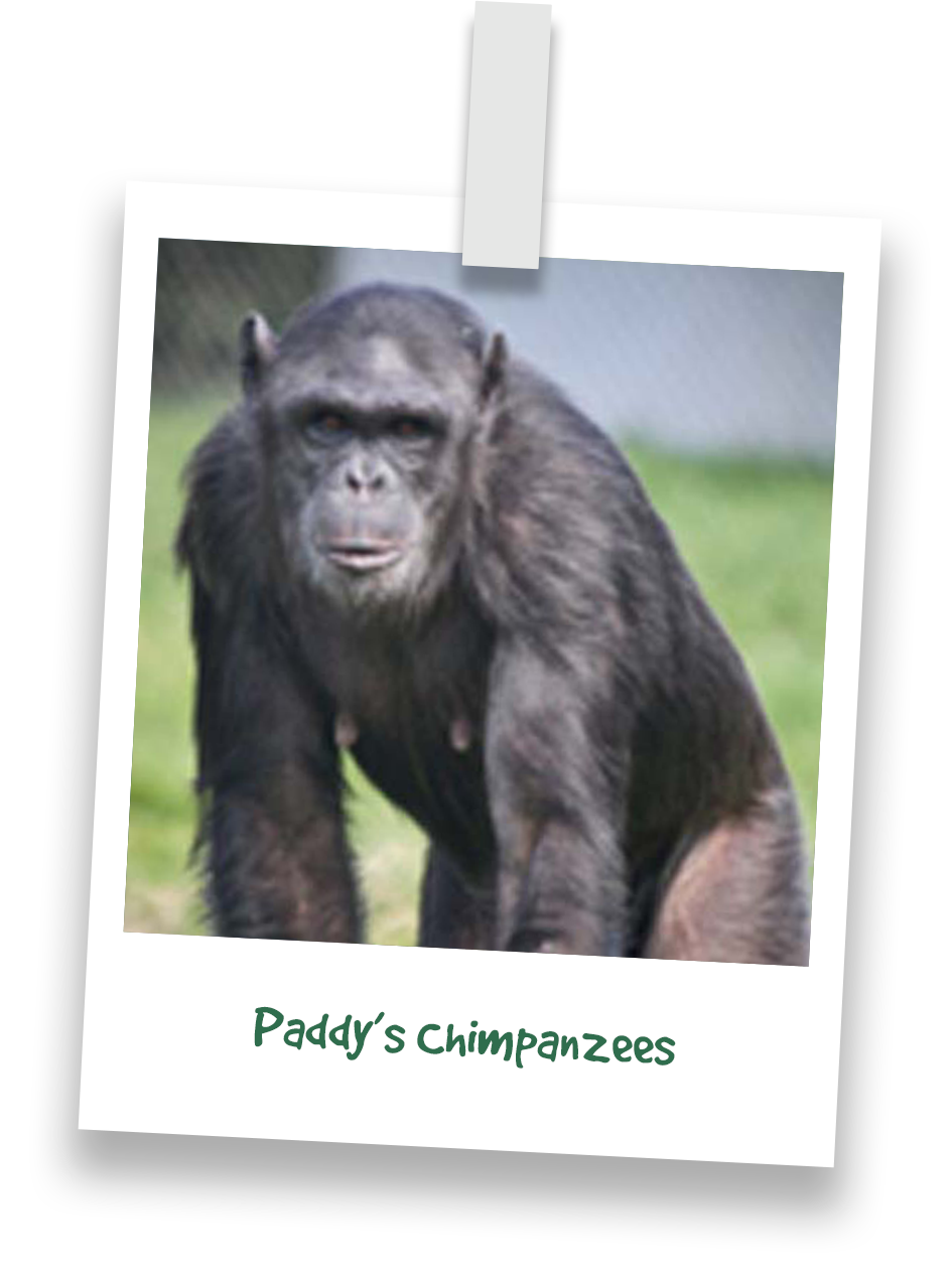 paddys-chimpanzees