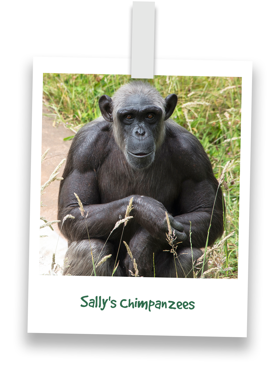 sallys-chimpanzees