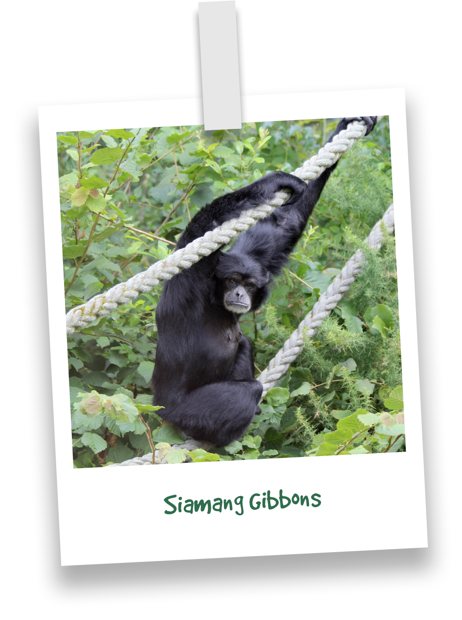 siamang-gibbons