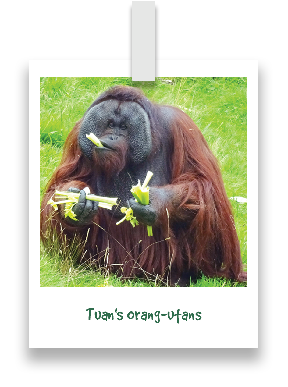 tuans-orang-utans